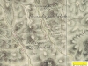 Kvašov, Močiare a Mikušovce okolo r. 1769 - 1785